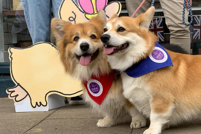 Monika Katona's Corgis Dobi (in red) and Lemmy (in blue) in Warwick on day one of the Platinum Jubilee celebrations. Picture date: Thursday June 2, 2022.