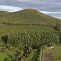 Mourne Park - the ancient woodland is set to open to the public for the first time in over 500 years under plans announced by the Woodland Trust