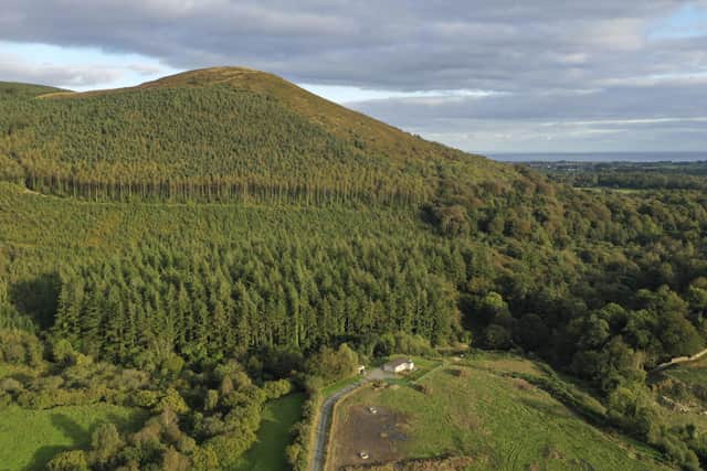 Mourne Park - the ancient woodland is set to open to the public for the first time in over 500 years under plans announced by the Woodland Trust