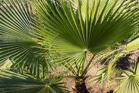 Undated Handout Photo of a trachycarpus palm. See PA Feature GARDENING Palm. Picture credit should read: Alamy/PA. WARNING: This picture must only be used to accompany PA Feature GARDENING Palm.