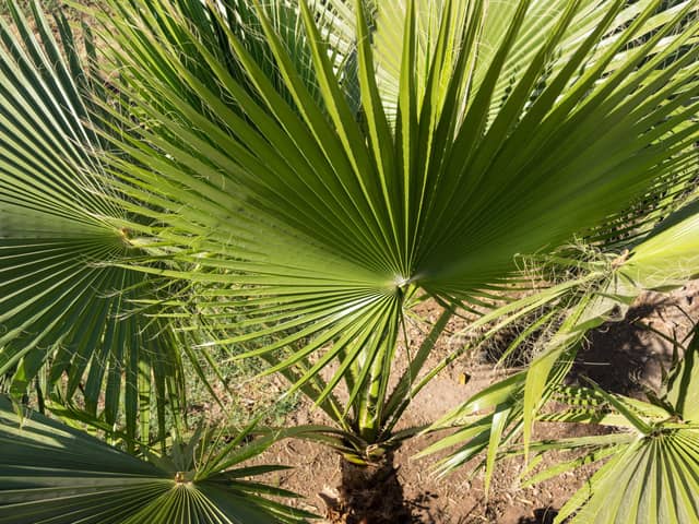 Undated Handout Photo of a trachycarpus palm. See PA Feature GARDENING Palm. Picture credit should read: Alamy/PA. WARNING: This picture must only be used to accompany PA Feature GARDENING Palm.