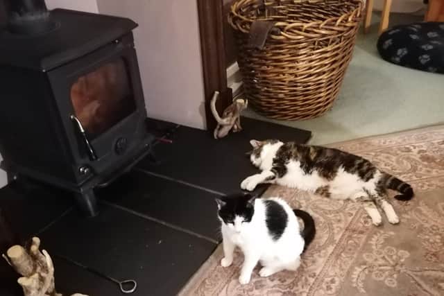 Sandra’s beloved cats enjoying the fire