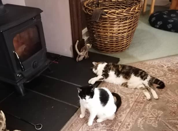 Sandra’s beloved cats enjoying the fire