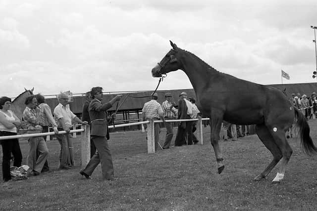 Getting high spirited after winning first prize in its class at the Ballymena Show in 1982 is this two-year-old filly which was owned by Mrs J McConnell of Killinchy, Co Down. Picture: Farming Life/News Letter archives