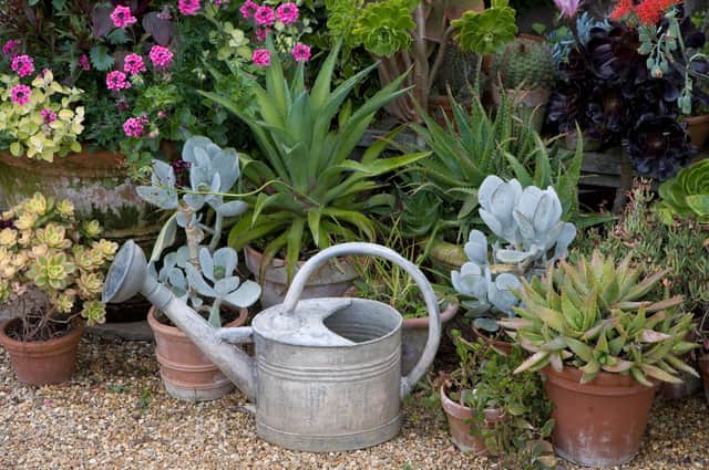 Different plants require different watering regimes during the summer months
