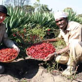 Farmer/entrepreneur Robert Fletcher of Dr Trouble Sauces is seen picking chillies with Mike Mboko