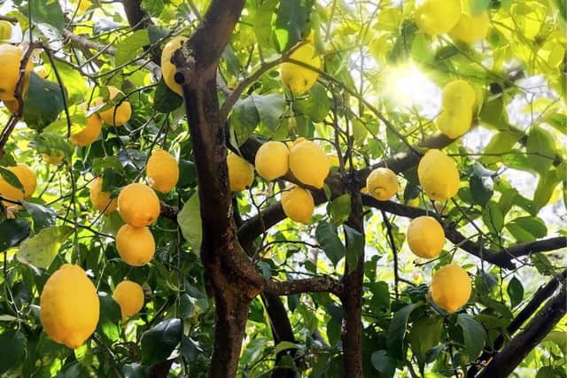 Wild lemons are harvested from villages to provide essential income for local areas in Zambezi