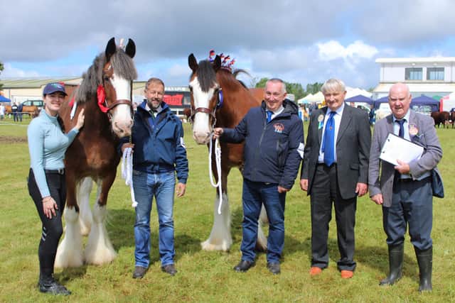 Keith Davison and Terry Mills from Millcottage Clydesdales with their prizewinning geldings. Also pictured is a representative from sponsor Equestrian Farm Feeds as well as judge John Drummond and steward Gerry Broderick