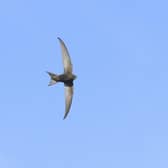 Common swift Apus apus, adult in flight
