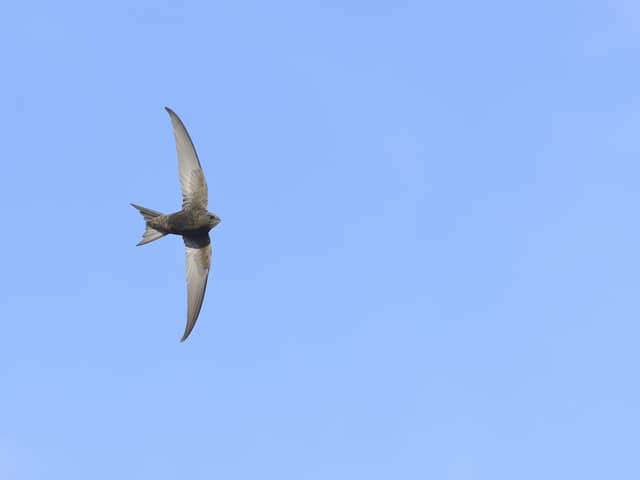 Common swift Apus apus, adult in flight