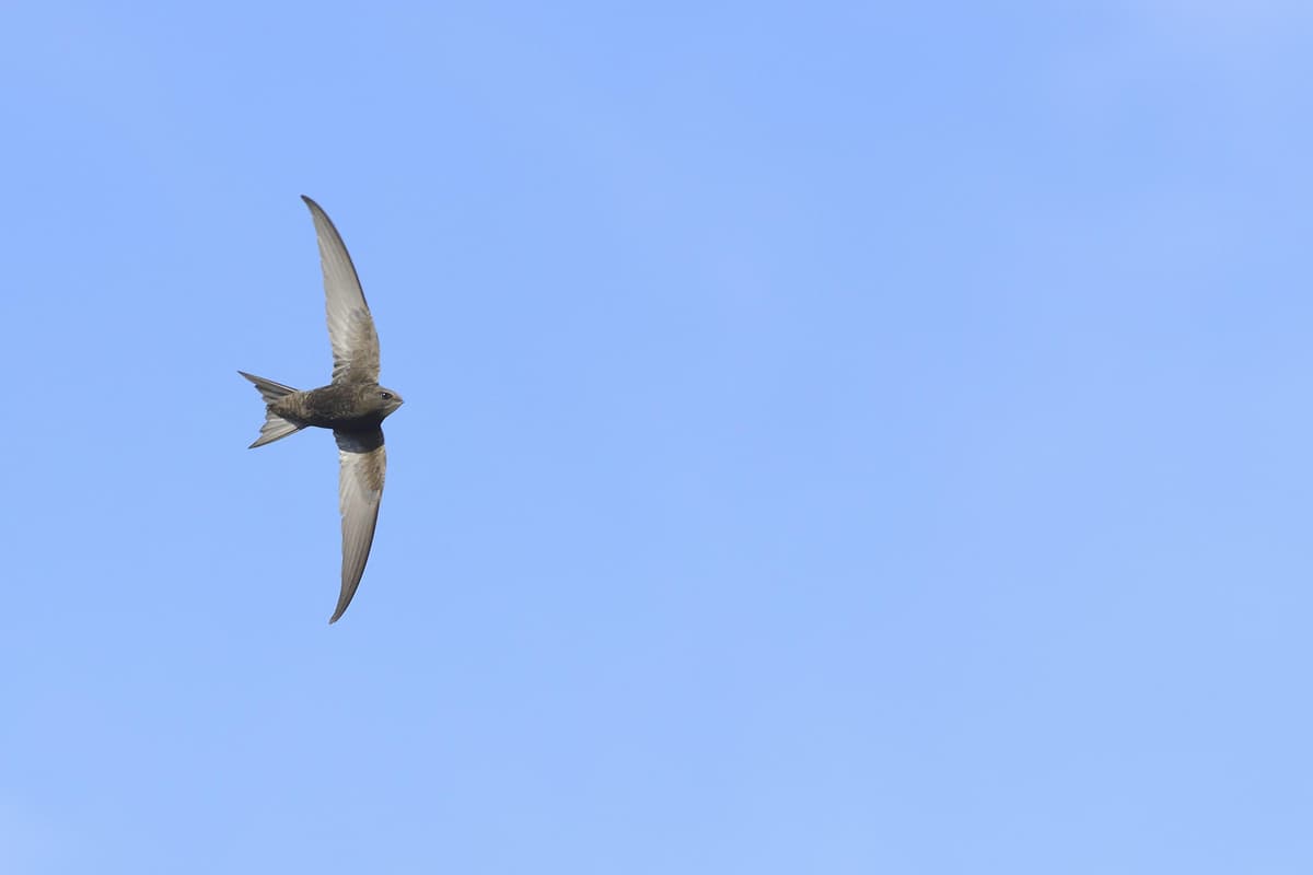 Swift Rspb Images RSPB COLUMN: Keep a look out for swifts this summer