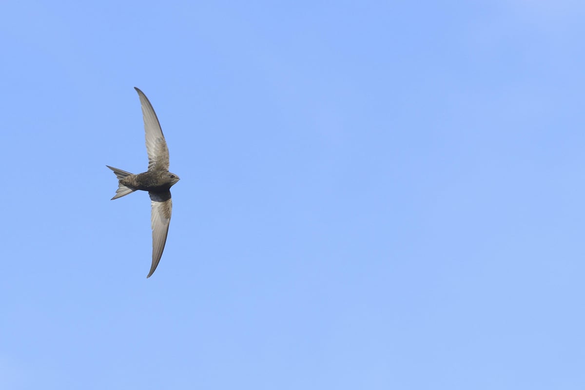 RSPB column: Keep a look out for swifts in Northern Ireland skies this summer