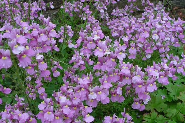 Nemesia 'Confetti flowers well during summer months