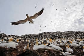 A colony of gannets. Bird flu has been detected among wild seabirds on Rathlin.