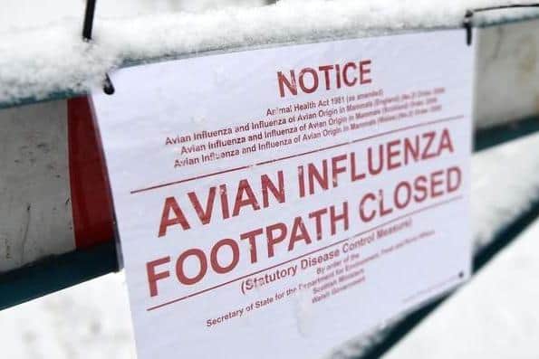 Avian flu notice