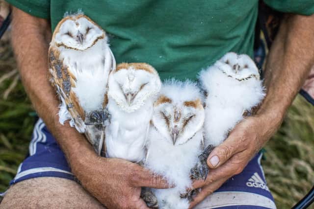 Volunteer nest minder Peter Toner holding the four owlets after they have been ringed close to the shores of Lough Neagh in Crumlin, Co. Antrim. PA Photo. Picture date: Monday July 18 2022. See PA story ULSTER Owls. Photo credit should read: Liam McBurney/PA Wire