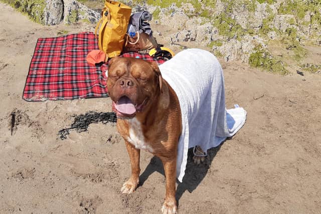 Leo feels the value of a wet towel as temperatures soar at Crawfordsburn beach
