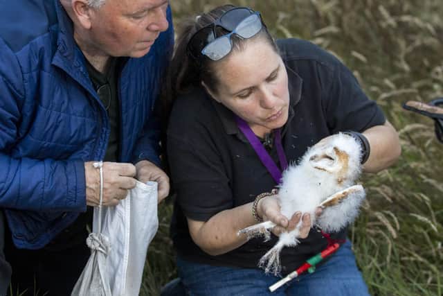 Aidan Crean and Debbie Trainer, licensed ringers, examining a barn owlet before it is ringed close to the shores of Lough Neagh in Crumlin, Co. Antrim