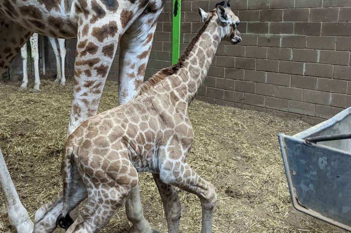 Giraffe 'laboured for two hours' before giving birth naturally to 5ft 7ins baby