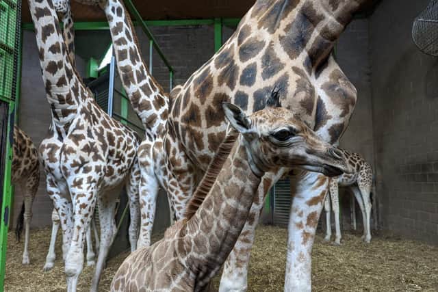 Baby giraffe Ballyhenry with his family
