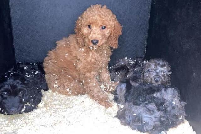 Puppies seized at Belfast Harbour