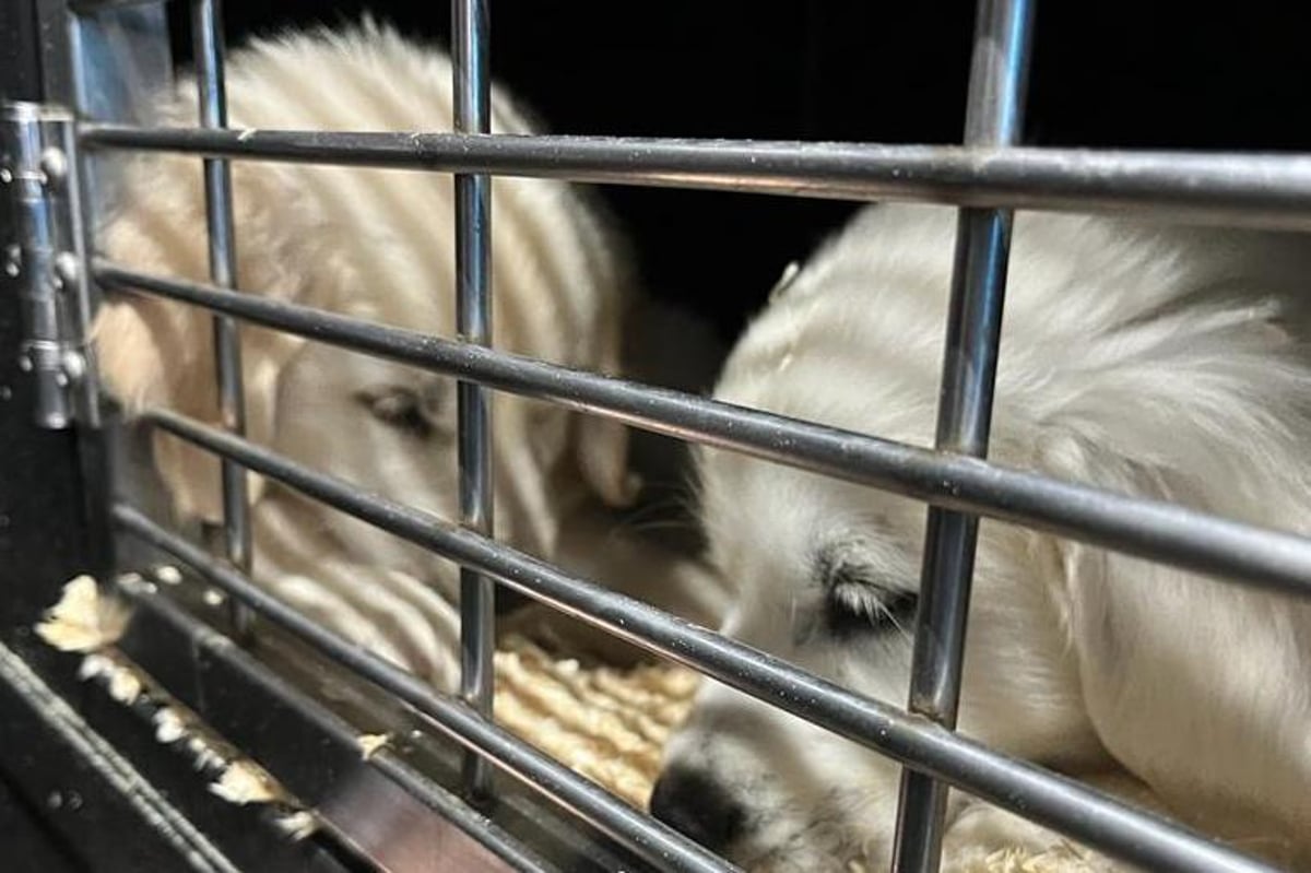 Man arrested after 57 puppies rescued in crime probe is charged
