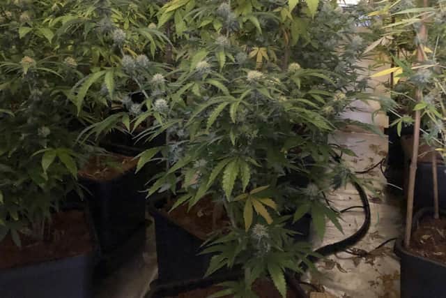 Police in Newry discovered a cannabis factory during a proactive policing operation yesterday afternoon (Sunday, 11th April)