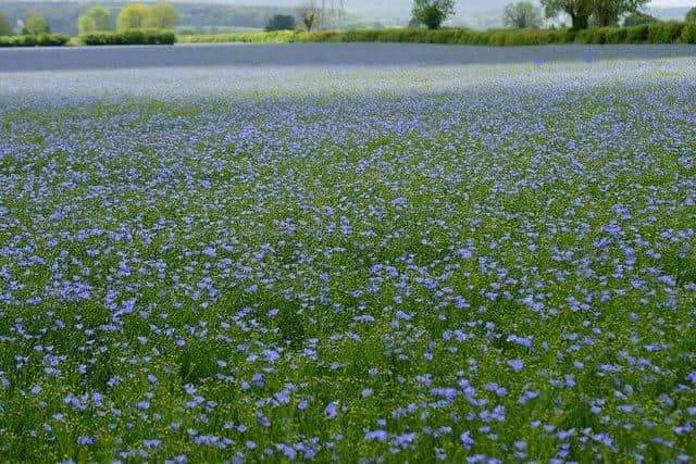 ‘Wee blue blossoms’ in an Irish flax field