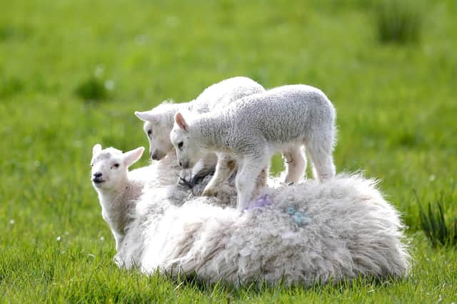 Spring Lambs enjoy the Sunshine near Ballycastle Co Antrim.. Pic Steven McAuley/McAuley Multimedia