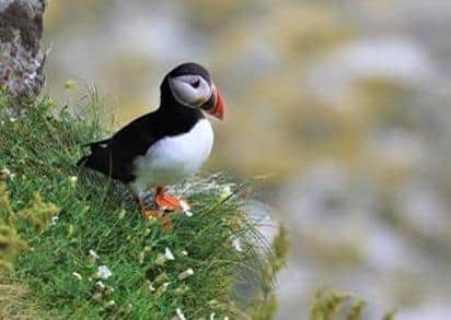 Puffins are a familiar sight on Rathlin Island