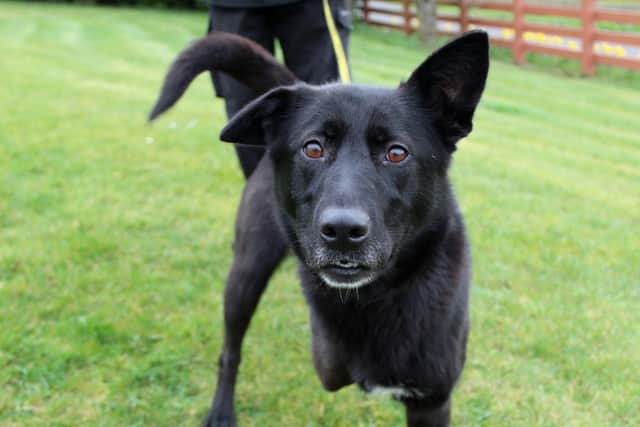 Saffy is a sweet, four-year-old Labrador cross, searching for her special family.