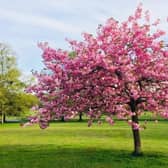 Cherry Blossom tree, Derrymore, Co Armagh