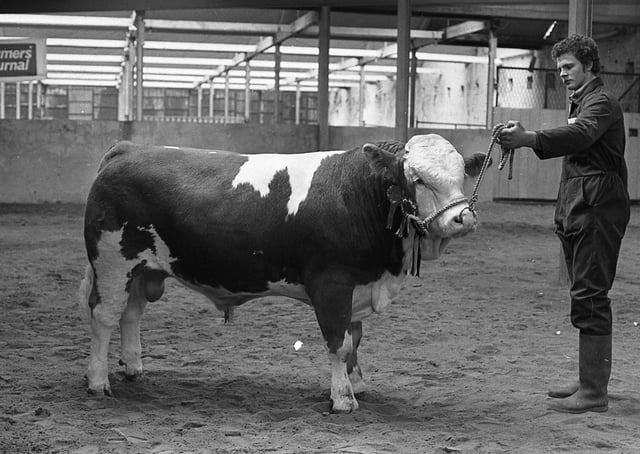 The Simmental bull of Robert Gamble, Bangor, which was awarded the 'Bull of the Day' championship at the Automart Spring Show and Sale at Portadown in April 1980. Picture: Farming Life archives