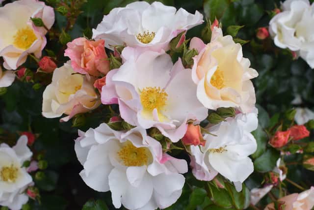Northern Ireland Centenary Rose