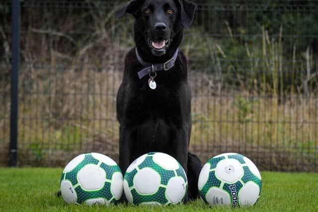 Beau the ball retrieval dog. Photo by Bill Guiller