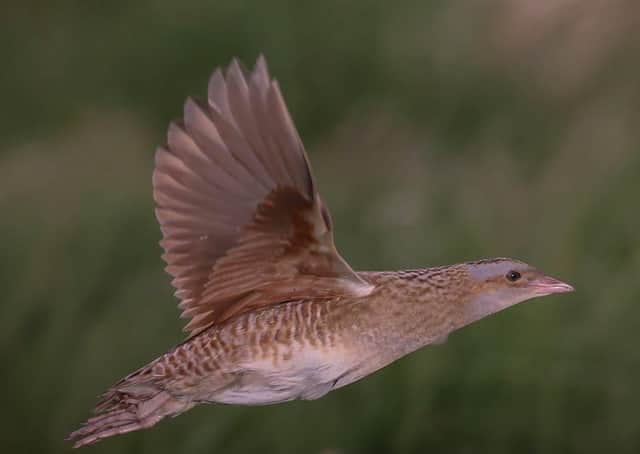 A corncrake in flight captured this week by Northcoast Nature/Tom McDonnell