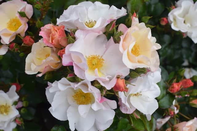 Northern Ireland Centenary rose