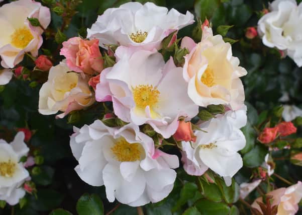 Northern Ireland Centenary rose