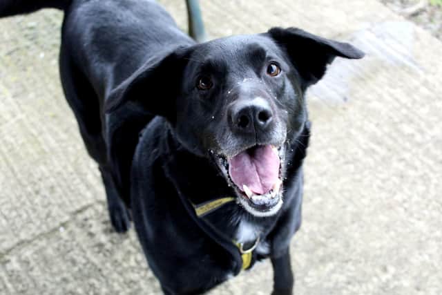 Teddy is a lively, bouncy big Labrador mix who is looking for a quiet home with experienced dog owners