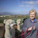 Pamela Houston with her herd of alpacas