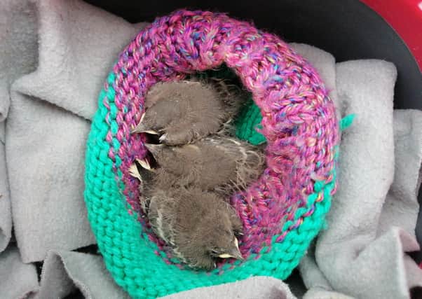 The three little birds found in Ballymena