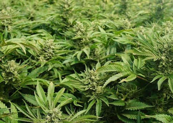 Herbal cannabis plants