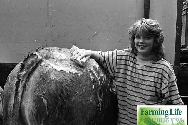 Lois Johnston from Hillsborough washing down Johnston Enigma which was entered in the Limousin class at the Balmoral Show in May 1991. Picture: Eddie Harvey/News Letter/Farming Life archives