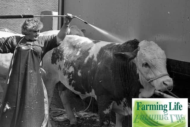 Putting the finishing touches to Balmoral Show entrant in 1991. Picture: News Letter/Farming Life archives
