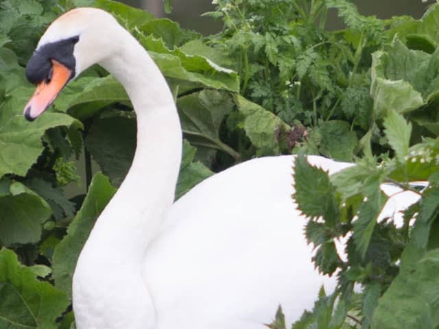Council staff and Debbie of Debbie Doolittle’s Wildlife Sanctuary are working to treat the swan.
