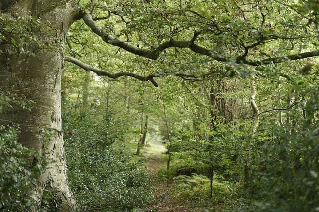 The woodland within Mourne Park had been in the same family for more than 500 years