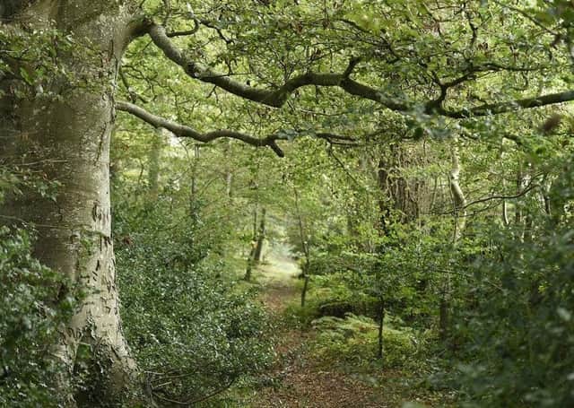 The woodland within Mourne Park had been in the same family for more than 500 years