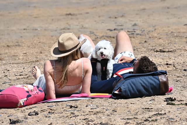 Resting on the beach at Helen's Bay on bank holiday Monday after a doggy paddle. 
Pic: Colm Lenaghan/Pacemaker