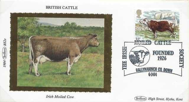 In celebration of the Irish Moiled Cow