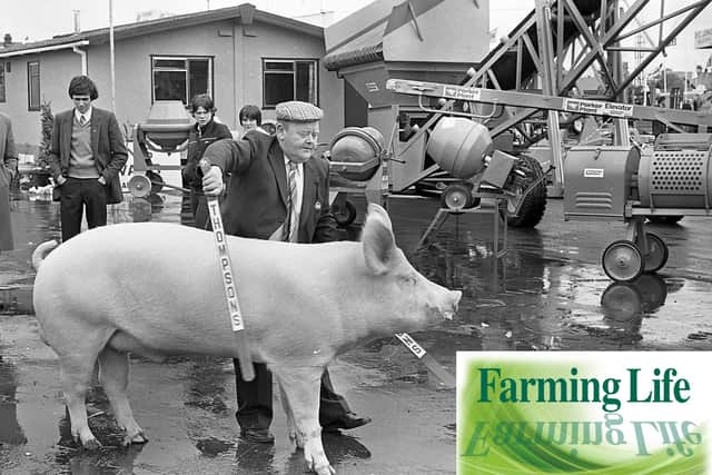 Hubert Gabbie of Crossgar, Co Down, with his top prize-winning Large White pig at the Balmoral Show in May 1981. He is pictured here with his reserve supreme champion boar. Picture: Farming Life archives